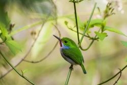 Kubánsky Tody, drobný vták žijúci v rezervácii Topes de Collantes a na ďalších okolitých ostrovoch.