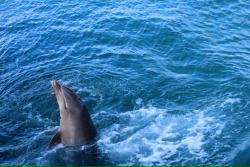 Obľúbený výlet z Varadera za delfínmi.