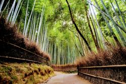 Bambusový háj a upravená cesta. Japonsko. Foto: unsplash.com