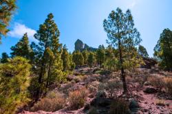 Skaly a borovice a Roque Nublo. Gran Canaria. Foto: unsplash.com