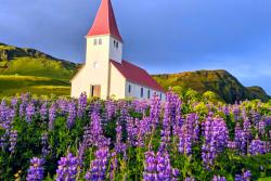 Kostol s červenou strechou a fialové kvety v dedinke Vík, Island. Foto: unsplash.com