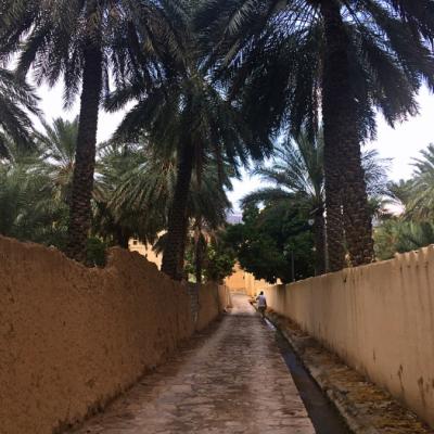 Chodník cez zelenú oázu a palmy. Omán