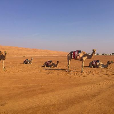 Ťavy pasúce sa na púšti Wahiba Sands. Omán.