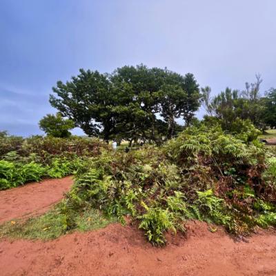 Les Fanal. Madeira