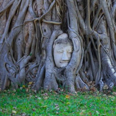 Socha Budhu medzi v strome. Ayutthaya. Thajsko.