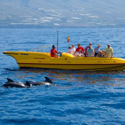 Žltá turistická loď a pozroovanie delfínov. Tenerife