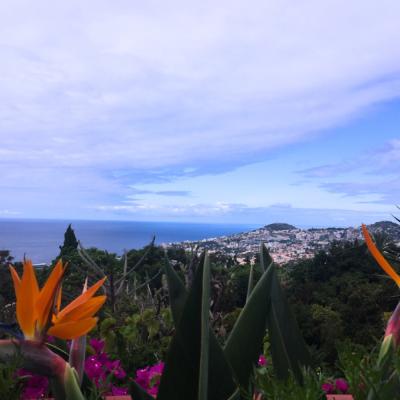 Kvet strelicie z Botanickej záhrady. Madeira.