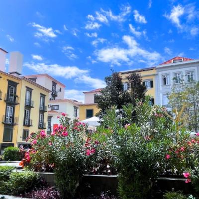 Rozkvitnuté ružové oleandre na námestí vo Funachale. Madeira.