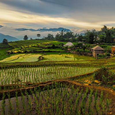 Ryžové políčka a zelené kopce. Vietnam.