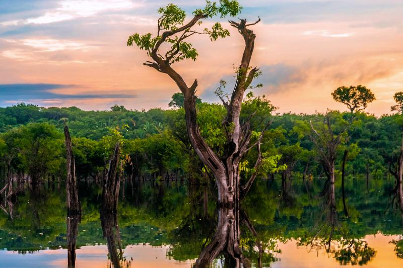 Amazonský prales - stromy a Amazonka. Brazília. Foto: unsplash.com