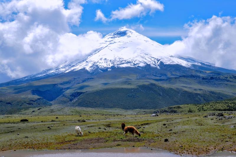 Pasúce sa lamy na zelenej tráve a sopka Cotopaxi so snehom. Ekvádor. Foto: unsplash.com