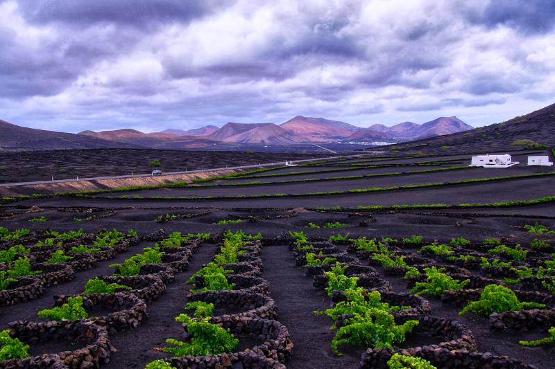 Lávové pole a pestovanie hroza. Lanzarote. Foto: unsplash.com