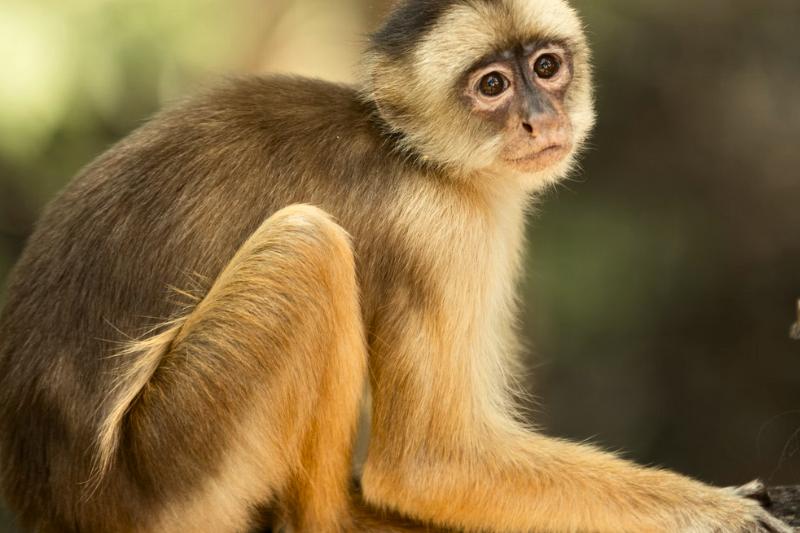 Opica z rehabilitačného centra v Manaus. Brazília. Foto: unsplash.com