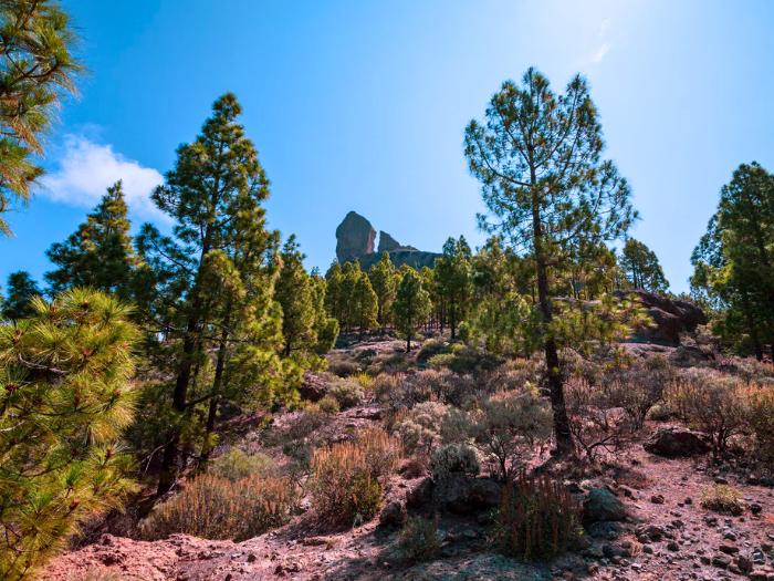 Skaly a borovice a Roque Nublo. Gran Canaria. Foto: unsplash.com