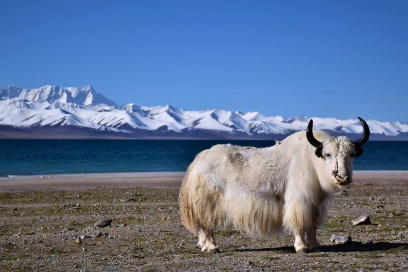 Zasnežené hory, jazero a zviera. Tibet. Foto: unsplash.com