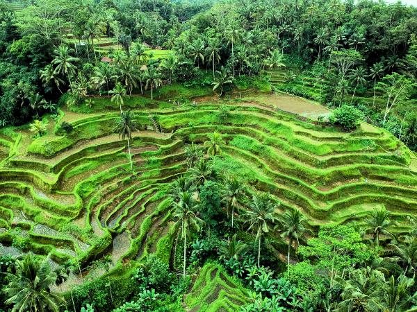 Ryžové polia - Ubud. Bali. Foto: unsplash.com