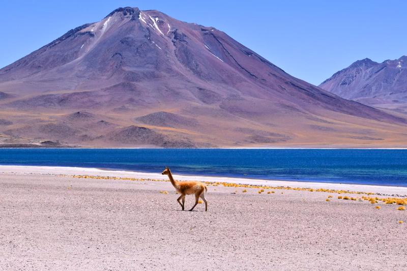 Modrá lagúna, sopka a zviera. Atacama. Čile. Foto: unsplash.com