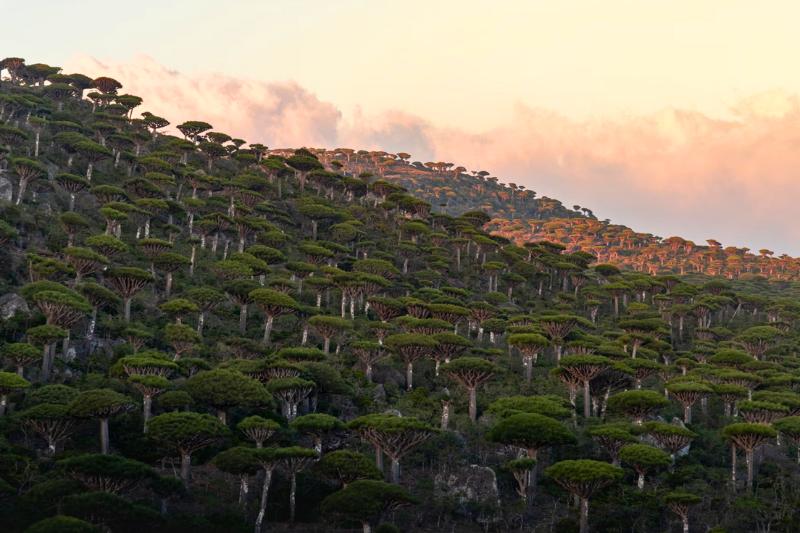 Dračie stromy na plošine Diksam. Sokotra. Foto: unsplash.com