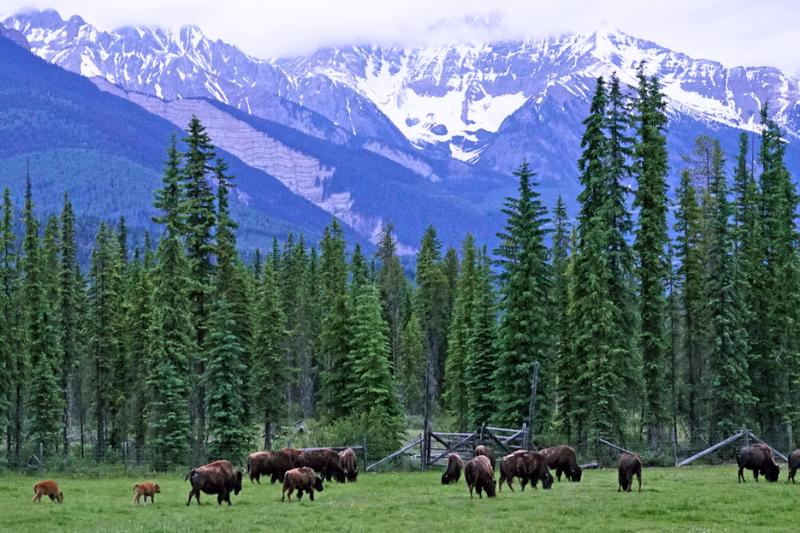 Skalné hory, stromy a pasúce sa zvieratá v Golden. Kanada. Foto: unsplash.com