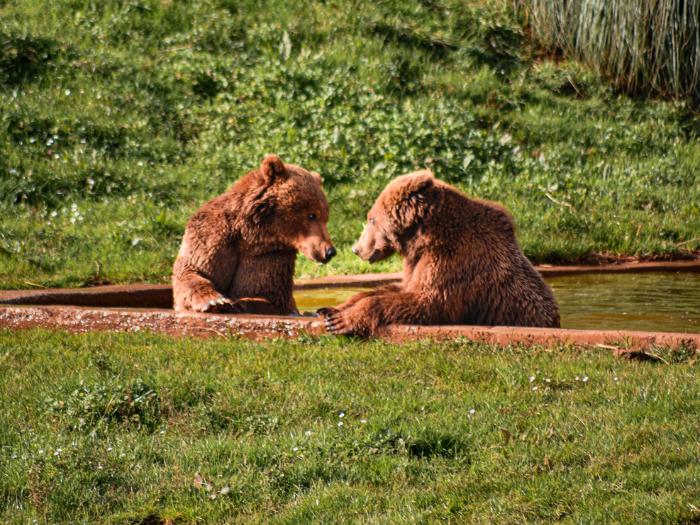 Medvede v parku. Cabarceno. Španielsko. Foto: unsplash.com