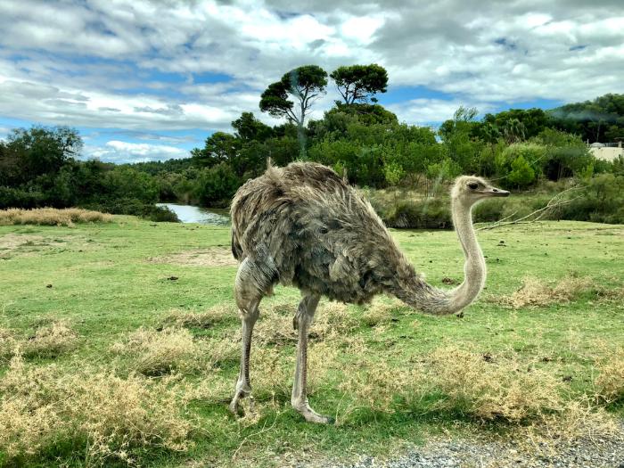 Pštros v parku v ZOO Sigean. Francúzsko. Foto: unsplash.com