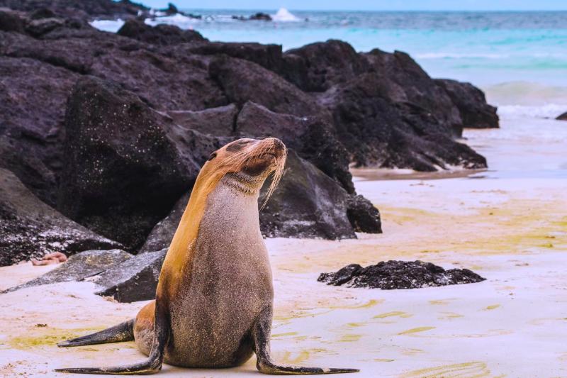 Uškatec na pláž, skaly v pozadí a oceán. Galapágy. Foto: unsplash.com