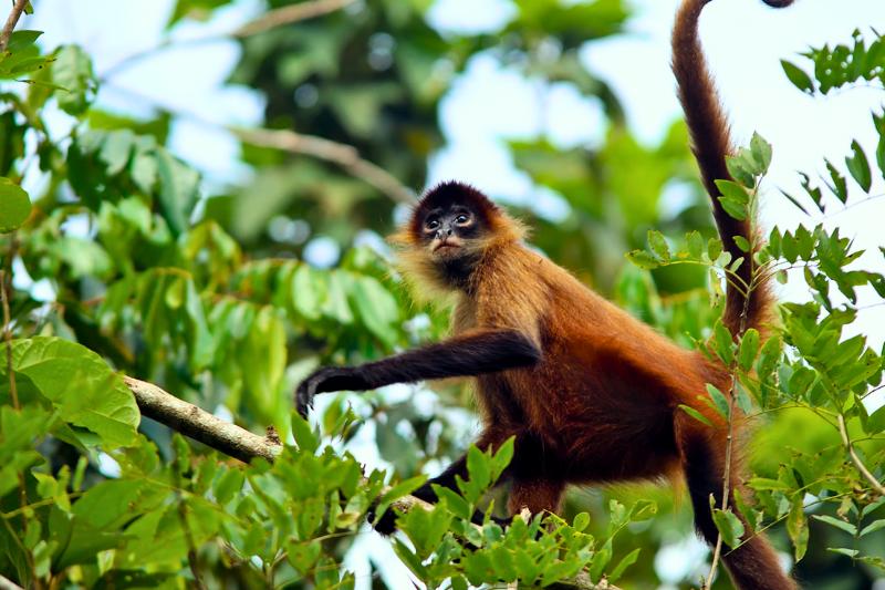 Opica na strome v NP Tortuguero. Kostarika. Foto: unsplash.com