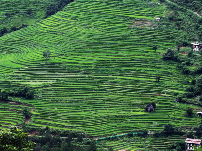Úrodné zelené ryžové polia. Bhután
