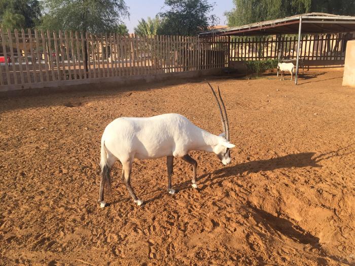 Oryx na púšti Wahiba Sands. Omán.