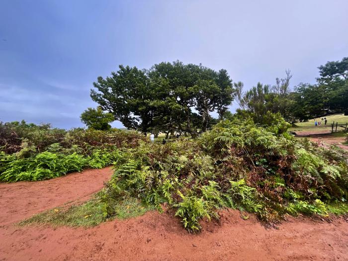 Les Fanal. Madeira