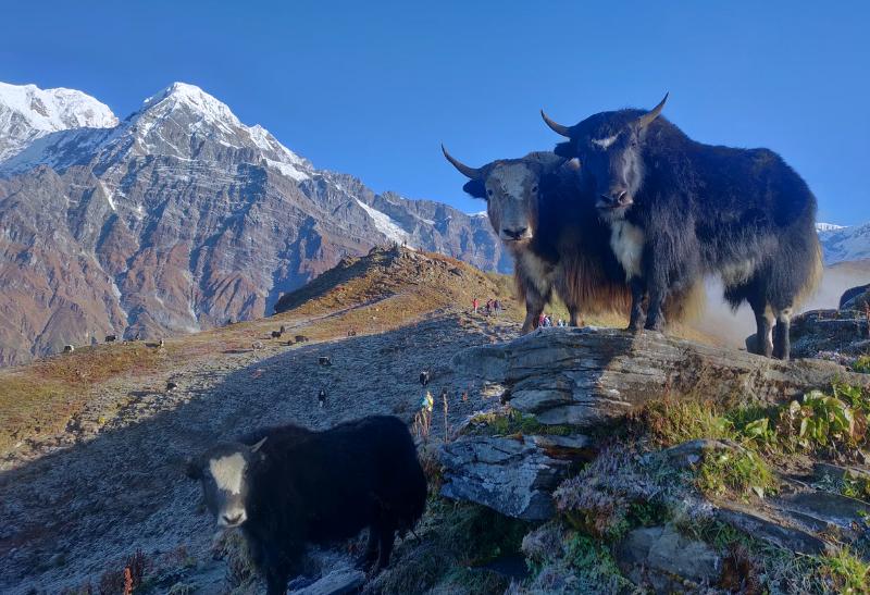 Horské masívy, zvieratá a turisti.