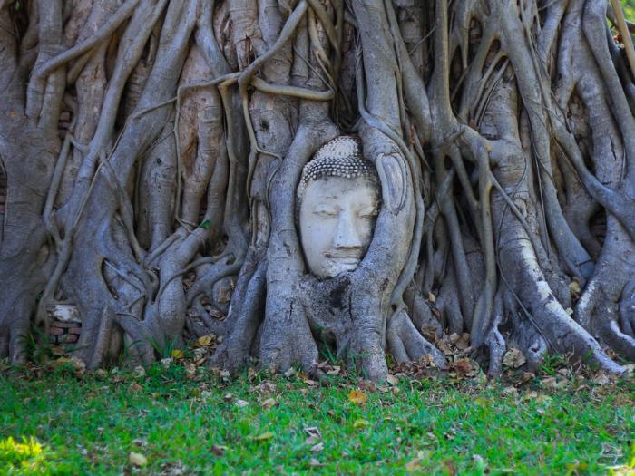 Socha Budhu medzi v strome. Ayutthaya. Thajsko.