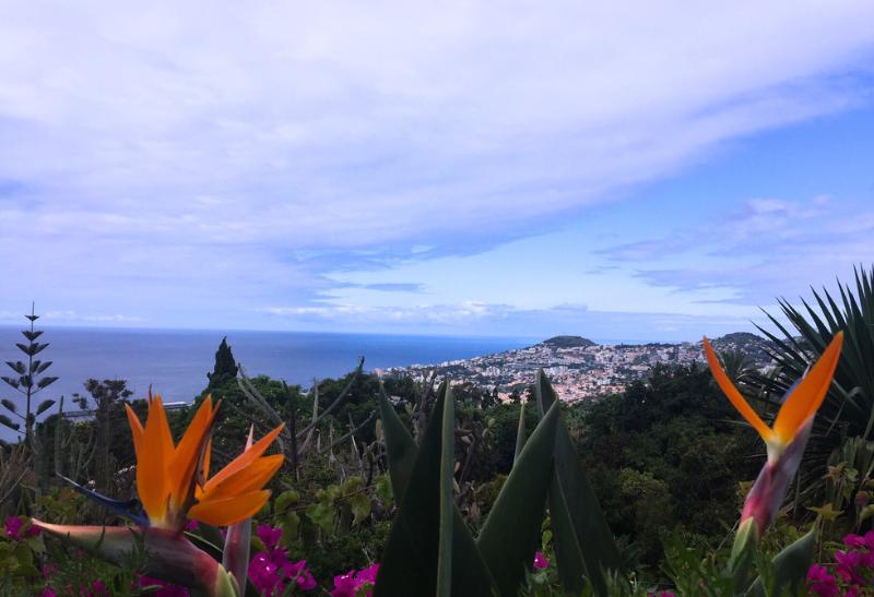 Kvet strelicie z Botanickej záhrady. Madeira.