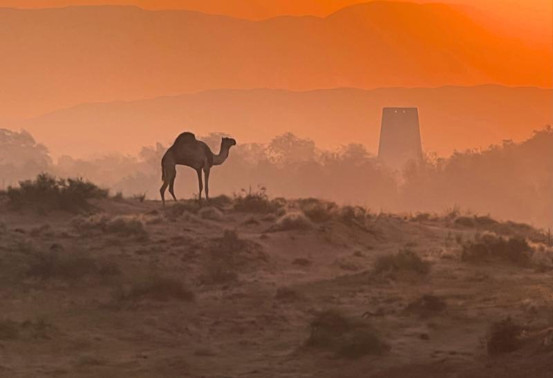 Ťava na pieskových dunách a pevnosť v pozadí pri západe slnka v Ras Al Khaimah