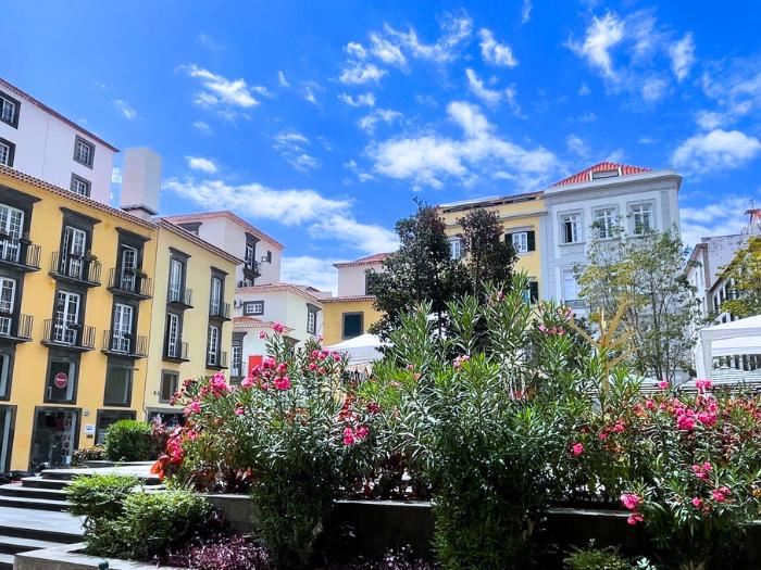 Rozkvitnuté ružové oleandre na námestí vo Funachale. Madeira.