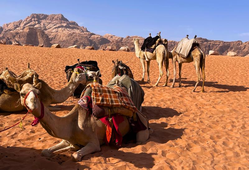 Ťavy vo Wadi Rum na púšti