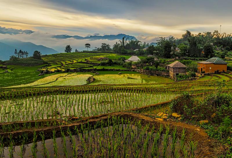 Ryžové políčka a zelené kopce. Vietnam.