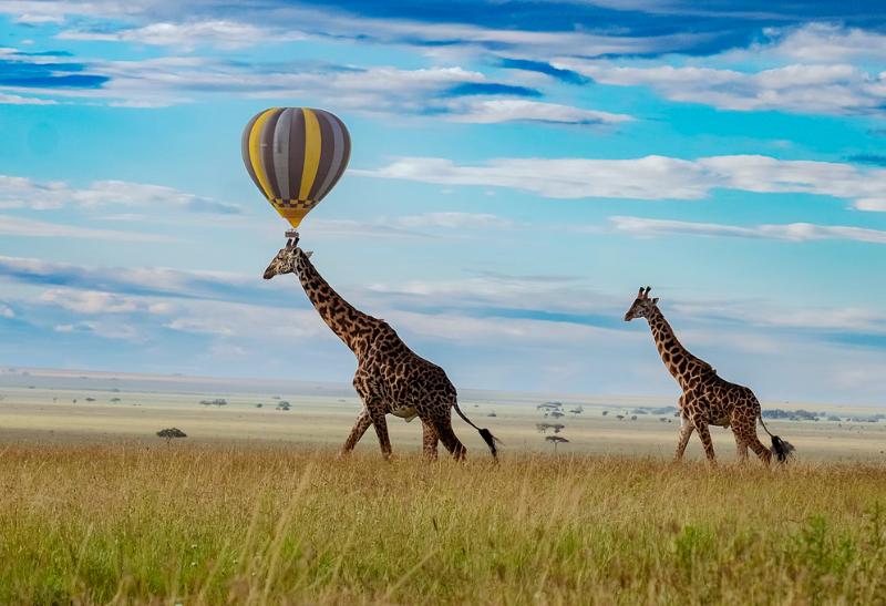 Dve žirafy v trávnatom poraste a balóny v Serengeti.