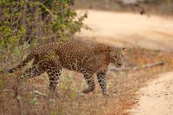 Leopard v NP Yala. Srí Lanka. Foto: unsplash.com